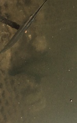 Zenarchopterus buffonis