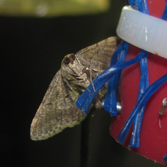 Frederickia disparcata