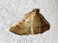 Stemmatophora depressalis