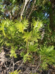 Calocedrus decurrens