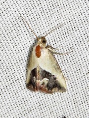 Lithacodia caffristis