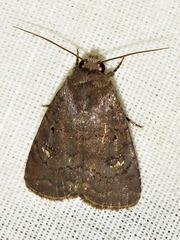 Caradrina tenebrata