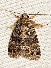 Callopistria latreillei