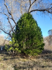 Calocedrus decurrens