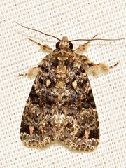 Callopistria latreillei