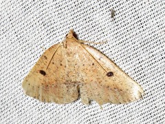 Pareclipsis punctata