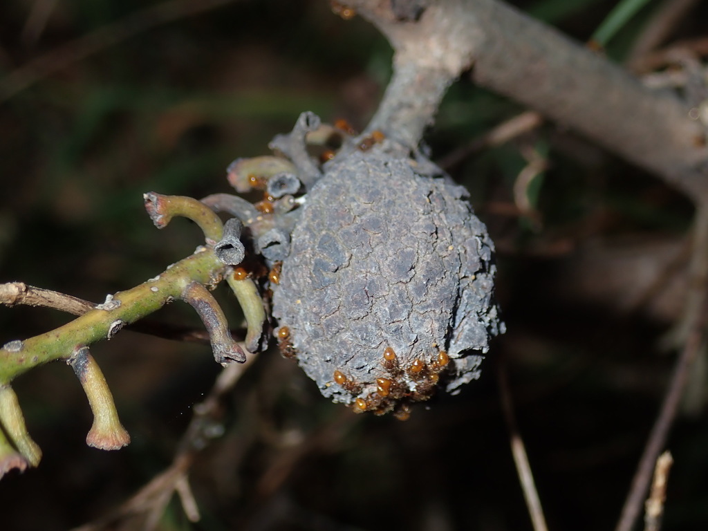 Apiomorpha crispa