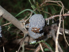 Apiomorpha strombylosa