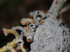 Apiomorpha strombylosa