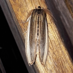 Lirimiris pennipenis