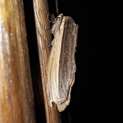 Lirimiris pennipenis
