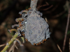 Apiomorpha strombylosa
