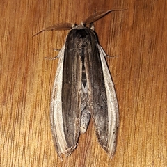 Lirimiris pennipenis