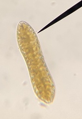 Surirella librile