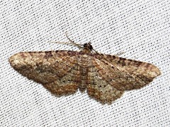 Horisme obscurata obscurata