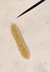 Surirella librile