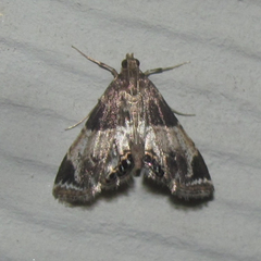 Usingeriessa brunnildalis