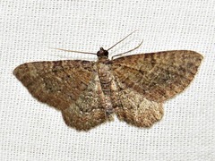 Horisme obscurata obscurata