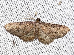 Horisme obscurata obscurata