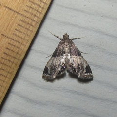 Usingeriessa brunnildalis