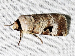 Ariathisa abyssinia