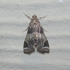 Usingeriessa brunnildalis