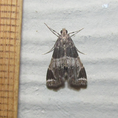 Usingeriessa brunnildalis