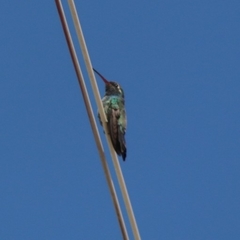 Cynanthus latirostris