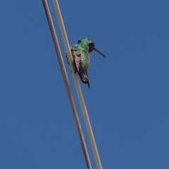 Cynanthus latirostris