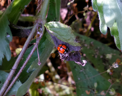 Oenopia sexareata