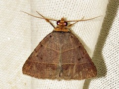 Plecoptera laniata