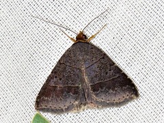 Plecoptera melalepis