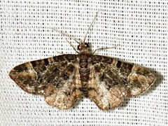 Melanthia ustiplaga
