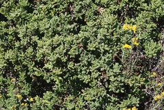 Quercus durata durata