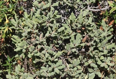 Quercus durata durata