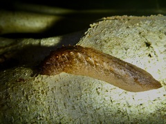 Pseudaneitea