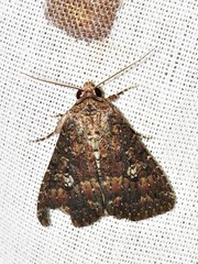 Condica capensis