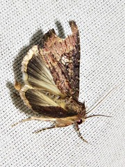 Condica capensis