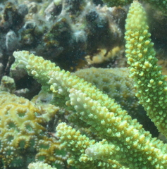 Acropora robusta