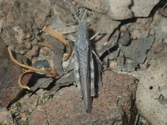 Cratilopina