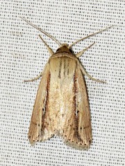 Mythimna tacuna