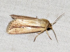Mythimna tacuna