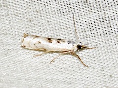 Crambus sparsellus