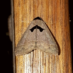 Anoba trigonoides