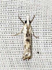 Crambus sparsellus