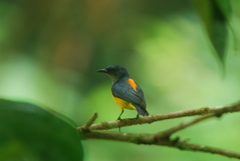 Dicaeum trigonostigma