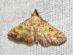 Cerynea thermesialis