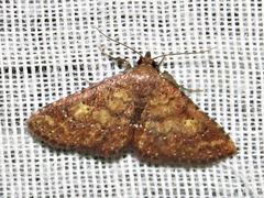 Cerynea thermesialis