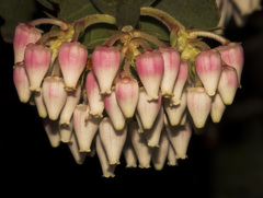 Arctostaphylos pallida