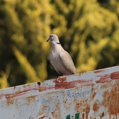 Streptopelia decaocto